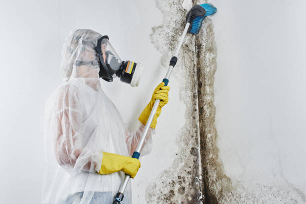 Best Mold Remediation Experts  in Chester Heights, PA
