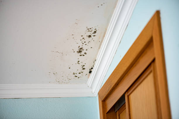 Best Residential Mold Removal  in Chester Heights, PA