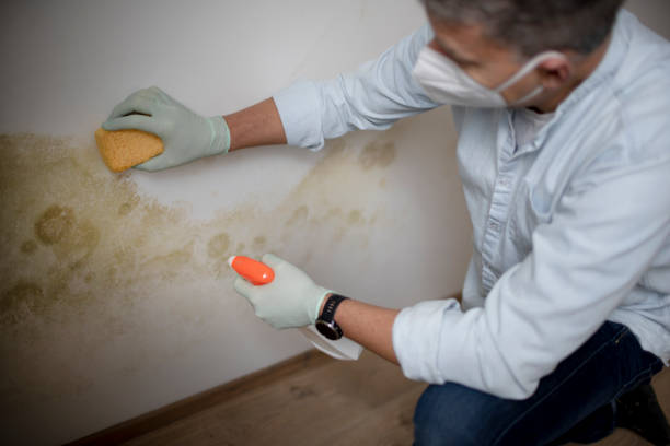 Best Toxic Mold Removal  in Chester Heights, PA