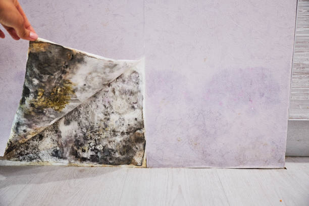 Best Emergency Mold Removal  in Chester Heights, PA